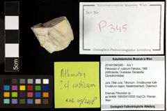 Foto (Objekt + Etiketten) von Pithonoton cf. rusticum (Patrulius, 1966) 